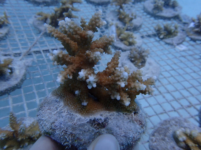 CORAL REEF RESTORATION