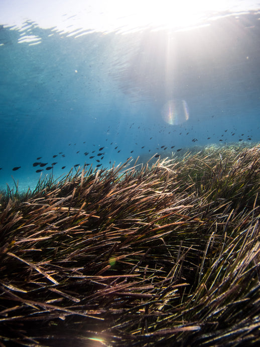 SEAGRASS AND HOW WE CAN PROTECT IT
